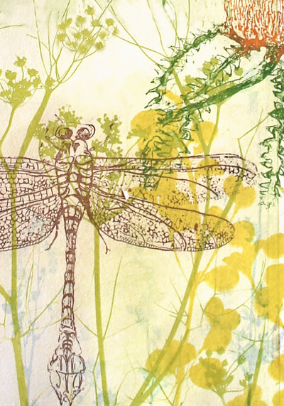 Greeting Card Dragonfly with Correa.