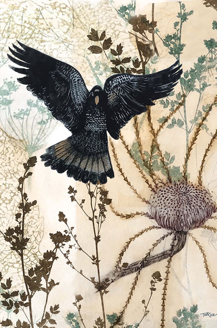 Greeting Card Black Cockatoo & Banksia